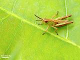 insecten deel 2